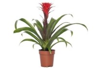 guzmania