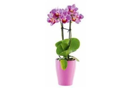 mini orchidee