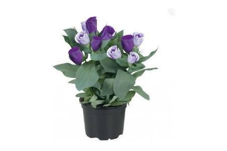 lisianthus paars