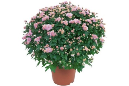 bolchrysant roze