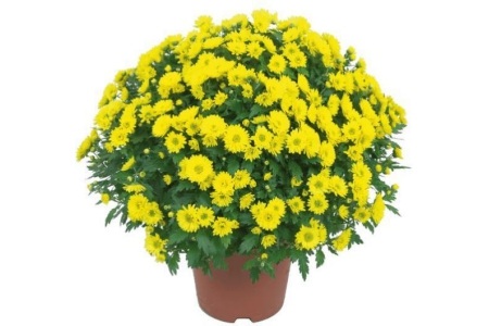 bolchrysant geel