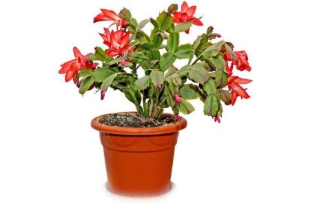 extra grote kerstcactus