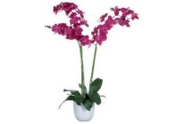 2 taks orchidee in glas