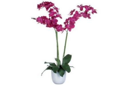 2 taks orchidee in glas