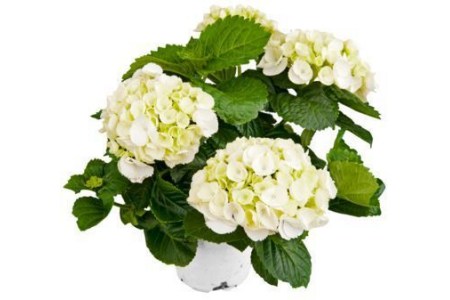 hortensia wit