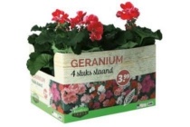 geranium