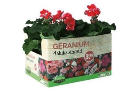 geranium