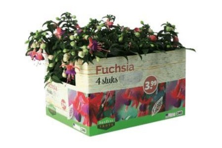 fuchsia