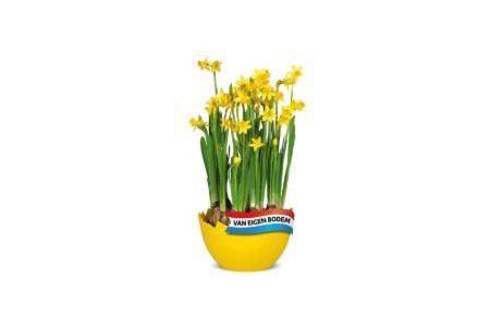 narcissen in eierschaal