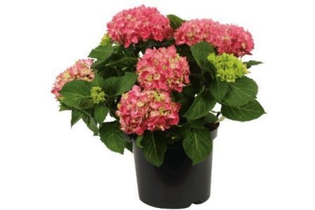 hortensia donkerroze