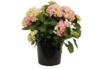 hortensia lichtroze