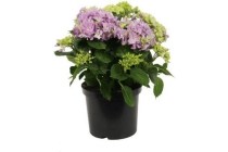 hortensia paars