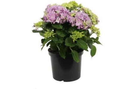 hortensia paars