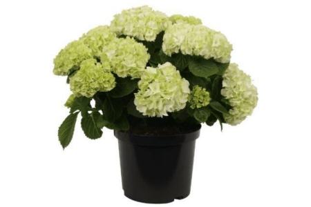 hortensia wit