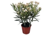 bloeiende oleander geel