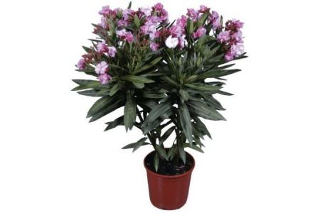 bloeiende oleander paars