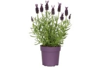 lavendel 10 5 cm pot