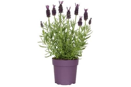 lavendel 10 5 cm pot