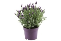 lavendel 17 cm pot