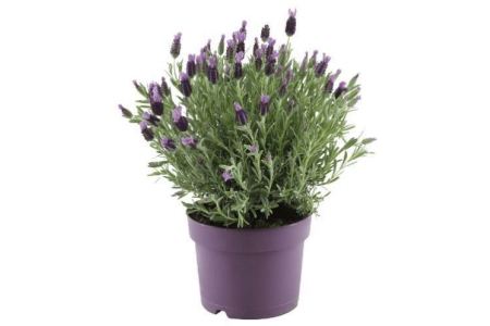 lavendel 17 cm pot