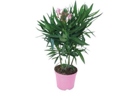 oleander