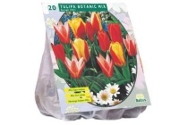 gekleurde tulpenbollenmix