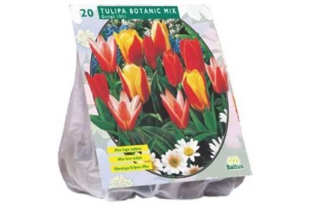 gekleurde tulpenbollenmix