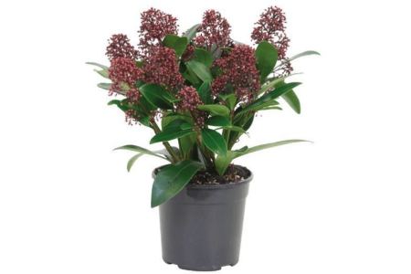 skimmia