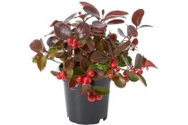 gaultheria