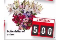 buitenlelies of asters