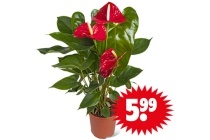 anthurium