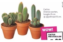 cactus diverse soorten