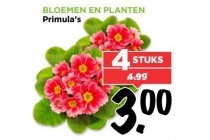 primula s