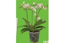 phalaenopsis multiflora wild orchid