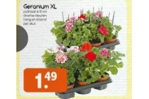 geranium xl