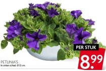 petunia s