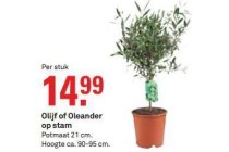 olijf of oleander op stam