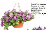petunia s in hangpot