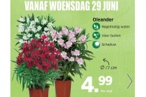 oleander lidl