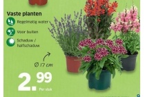 vaste planten lidl