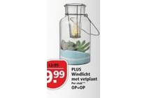 plus windlicht met vetplant