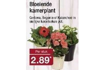 bloeiende kamerplant