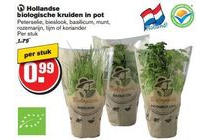 hollandse biologische kruiden in pot