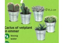 cactus of vetplant in emmer