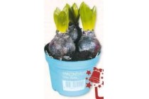 hyacint 3 bollen per pot