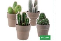 cactus in keramieken pot
