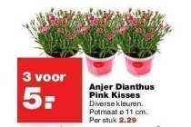 anjer dianthus pink kisses