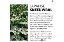 japanse sneeuwbal