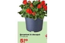 geranium in decopot
