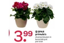 spar primula s